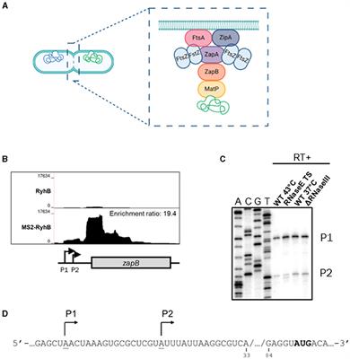 Coordination of cell division and chromosome segregation by iron and a sRNA in Escherichia coli